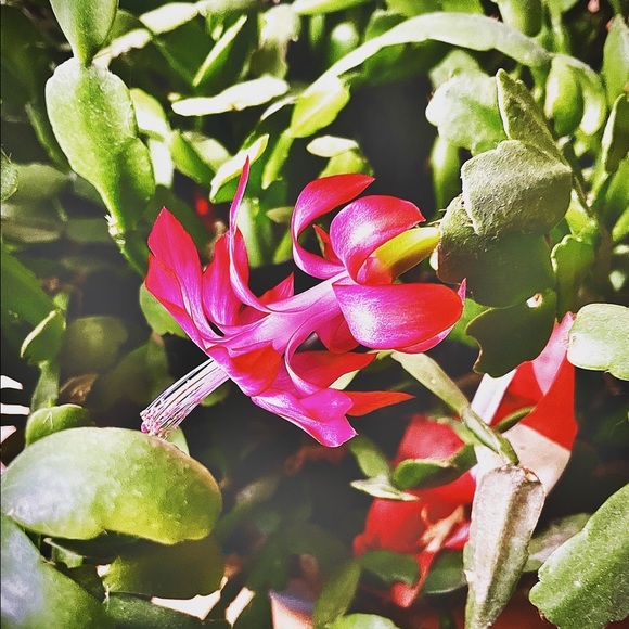 Meet your Posher, Lori - Picture 1 of 1